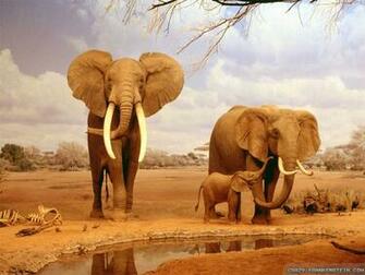 Summer Animals Wallpaper Pixel Animal HD