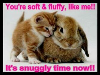 Funny Animal Sayings HD Wallpaper In Imageci