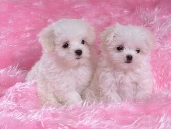 Puppies Wallpaper