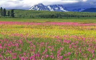 Pink Wildflower Field Wallpaper Nature