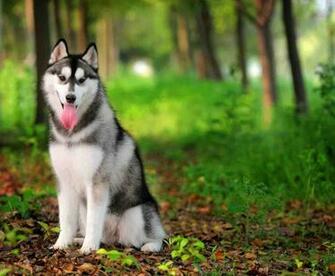 Siberian Husky Wallpaper X Net