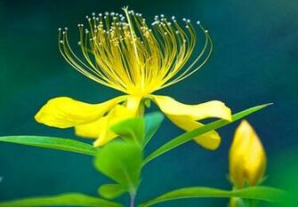 HD Wallpaper 1080p Widescreen Flowers
