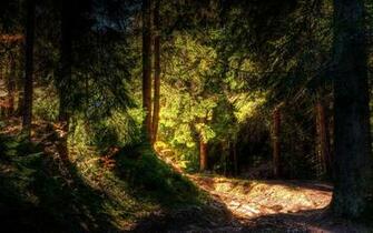 Light Forest Landscape Background Original Wallpaper