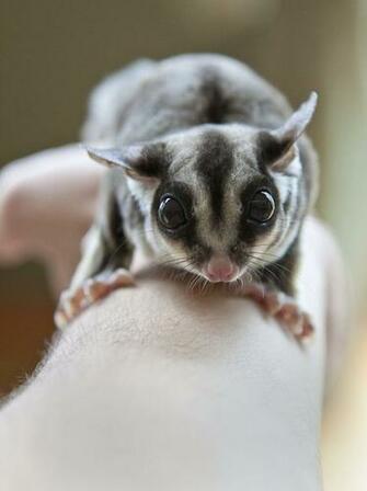 Sydney The Sugar Glider By Hedgepig13