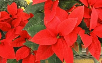 Poinsettia Wallpaper
