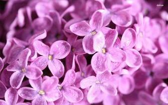 Lilac With Water Drops Wallpaper Flower