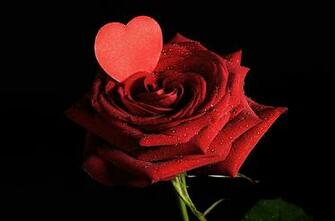 Desktop Wallpaper Valentine S Day Heart Red Roses Drops Flower