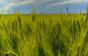 Wallpaper Field Summer The Sky Nature Rye Spikelets Green