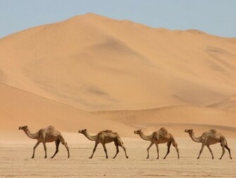 Camel Wallpaper Jpg