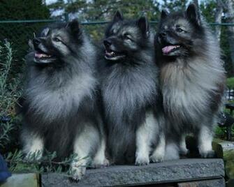Keeshond Pet Paw