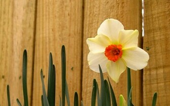 Daffodil Wallpaper
