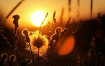 Sun Wallpaper Px Fond Ecran