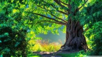 Wallpaper Primavara Viata Imagini Curiozitati Beautiful Tree