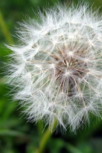 Best Nature iPhone Wallpaper Pictures