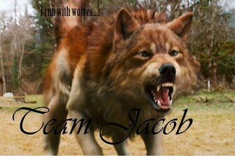 Team Jacob Wallpaper By Doberman Momma89