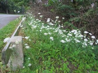 Queen Anne S Lace HD Wallpaper