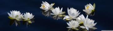 Dual Monitor Screen Multi Multiple Fleur Flower Fleurs Flowers