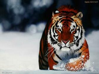 Computer Wallpaper Pc Bengal Tiger In Snow