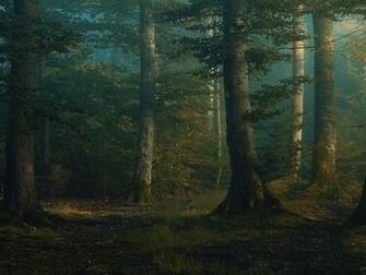 Mystical Forest Dawning Fondos De Pantalla