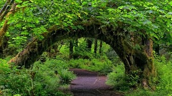 Beautiful Forest Wallpaper For Android Cool