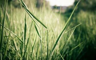 Lakeside Sunset Grass In High Resolution Wallpaper Size