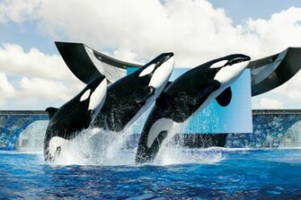 Shamu Wallpaper Weddingdressin