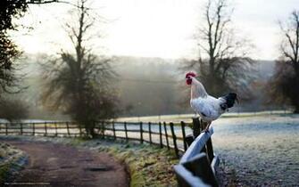 Wallpaper Cock Fence Morning Road Desktop