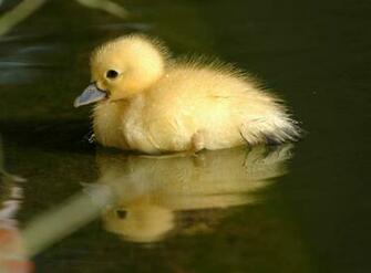 Baby Duck Wallpaper HD Pics