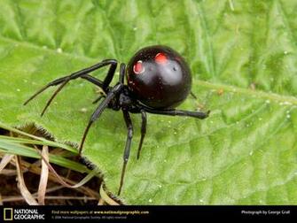 Black Widow Spider Picture Desktop Wallpaper