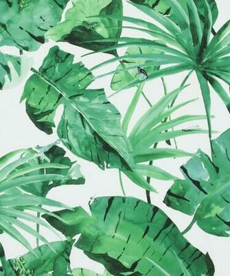 Banana Leaf Palm Tropical Wallpaper Tropicalleaf Banannapalm