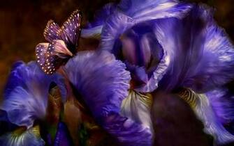 Many HD Wallpaper Background For Yourpurple Butterfly Funny Photos