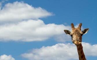 Pics Photos Giraffe Desktop Wallpaper