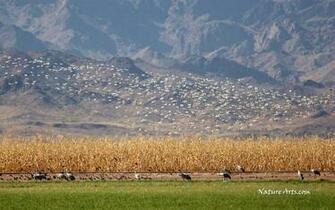 Snow Goose Migration Wildlife Wallpaper Desktop