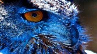 Owl Wallpaper Background