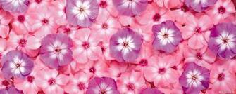Pin Flower Wallpaper Dual Screen