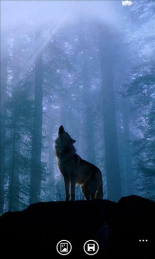 Wolf Wallpaper HD Indir