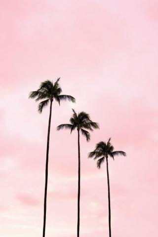 Miami Paul Landry Co Palm Tree Photography Trees