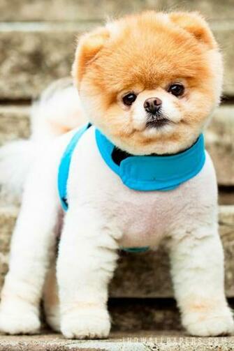 Cute Dog Boo Wallpaper