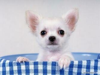 Dogs And Cats Breed Chihuahua Wallpaper Funny Puppies