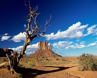 Western Tree Pixels Wallpaper Tagged Landscape