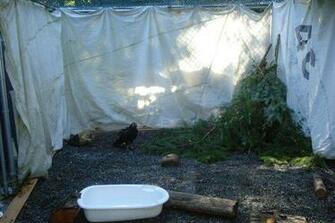 Carl The Baby Turkey Vulture Photo