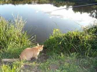Cat Fishing Wallpaper