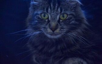 HD Maine Coon Wallpaper