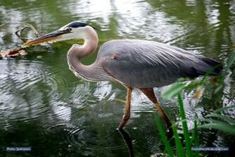 Heron Wallpaper And Background Id