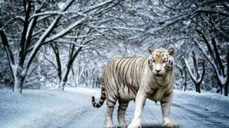 Tiger Wallpaper Best