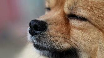 HD Photos Animals Wallpaper On