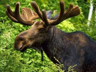 Gallery For Gt Moose Wallpaper HD