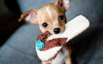 Chihuahua With Slipper C0kbmo79l0tewu4g Wallpaper