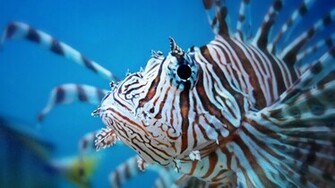 Llionfish Wallpaper HD Jpg