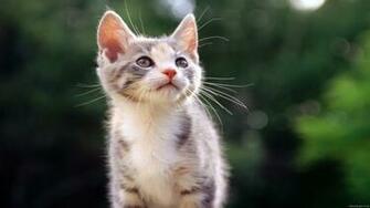 Cats Wallpaper HD Desktop